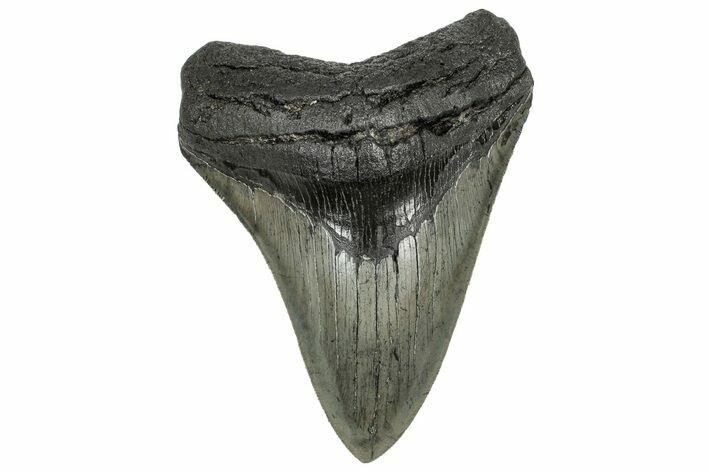 Serrated, Fossil Megalodon Tooth - South Carolina #328972
